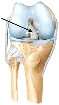 The line is pointing to the _____ ligament.  