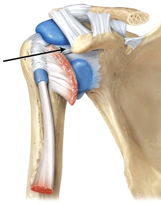 The line is pointing to the _____ ligaments.  