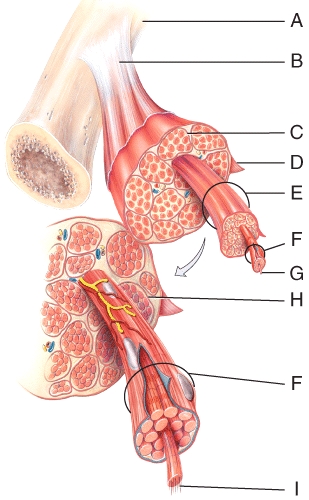 In the diagram,a tendon is formed by the merging of the following structures