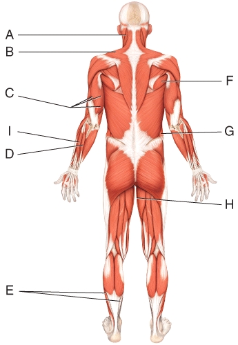 <strong>Where is the external oblique? </strong> A)D B)G C)H D)I E)E