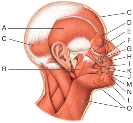 <strong>Where is the orbicularis oculi? </strong> A)D B)E C)F D)G E)H