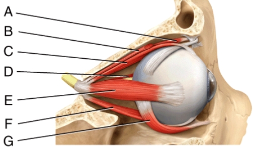 <strong>Where is the lateral rectus? </strong> A)C B)D C)E D)F E)G