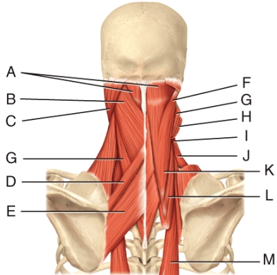 <strong>Where is the levator scapulae? </strong> A)H B)F C)I D)L E)A