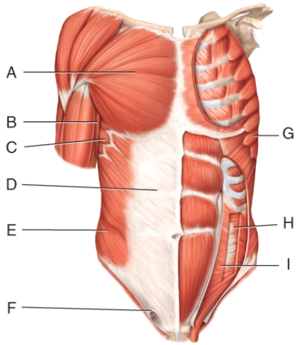 <strong>Where is the external oblique? </strong> A)D B)E C)F D)H E)I