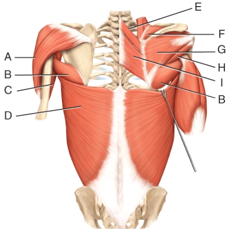 <strong>Where is the infraspinatus? </strong> A)E B)F C)G D)H E)I