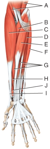 <strong>Where is the flexor carpi radialis? </strong> A)D B)E C)F D)G E)H