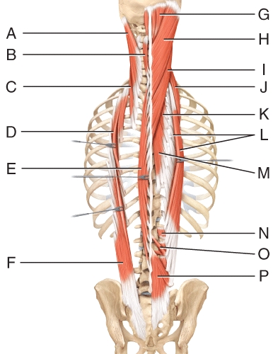<strong>Where is the splenius capitis? </strong> A)A B)B C)C D)H E)I