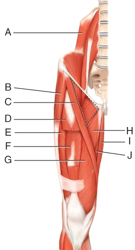 <strong>Where is the adductor longus? </strong> A)H B)I C)J D)K E)L