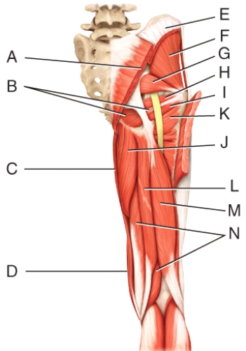 <strong>Which three muscles make up the hamstring? </strong> A)L,M,N B)E,F,G C)H,I,J D)I,J,K E)A,B,C