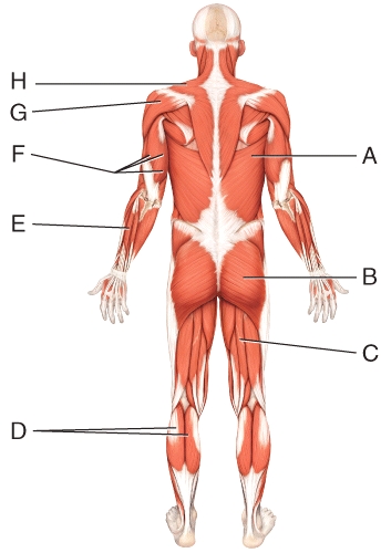 <strong>What is the insertion of the muscle labeled G? </strong> A)greater tubercle of humerus B)inferior angle of scapula C)spine of the scapula D)acromial extremity of the clavicle E)deltoid tuberosity of humerus