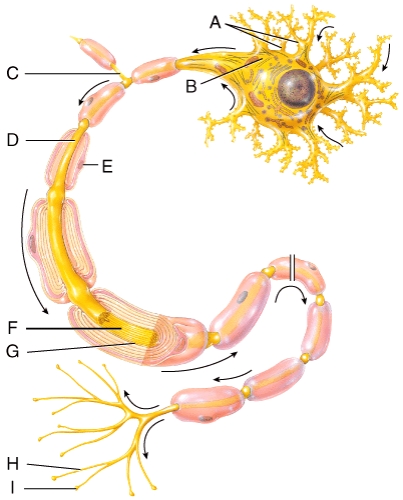 <strong>In the diagram,where are axon terminals?  </strong> A)F B)G C)H D)I E)None of these choices <div style=padding-top: 35px> 