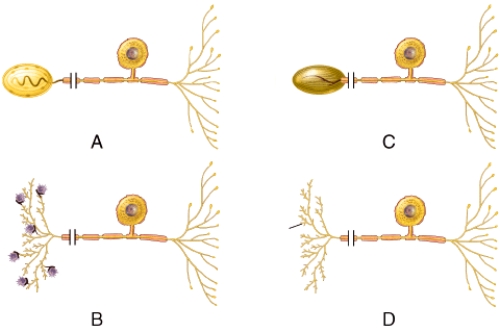 <strong>Which of the neurons is considered to be a bipolar neuron?  </strong> A)A B)B C)C D)All of the neurons. E)None of the neurons. <div style=padding-top: 35px> 