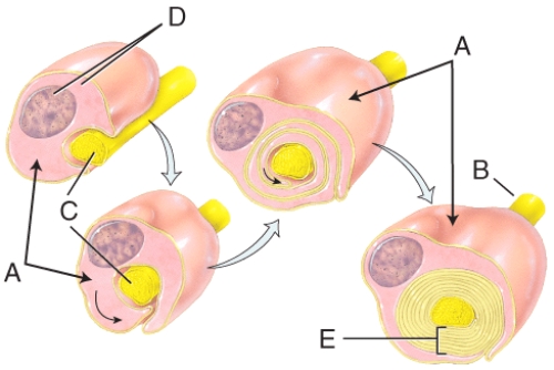 <strong>In the diagram,where is a node of Ranvier?  </strong> A)A B)B C)C D)D E)E <div style=padding-top: 35px> 