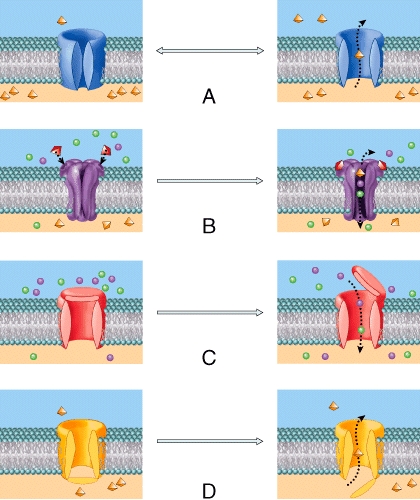 Which of the diagrams in the figure represents a ligand-gated channel?