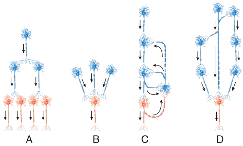 <strong>Which diagram represents a reverberating circuit?  </strong> A)A B)B C)C D)D <div style=padding-top: 35px> 