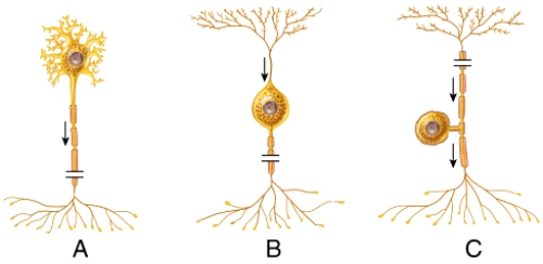 <strong>What is the structural classification of the neuron labeled B?  </strong> A)bipolar neuron B)multipolar neuron C)unipolar neuron D)nonpolar neuron E)pseudounipolar <div style=padding-top: 35px> 