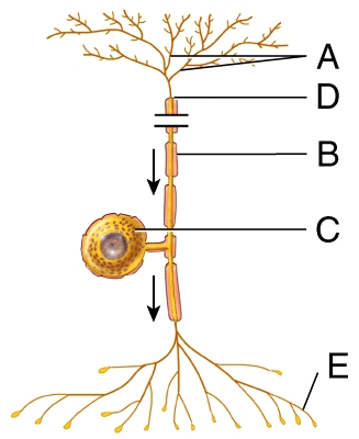 Which of the following structures is labeled D in the diagram?