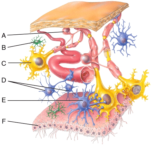 Which of the labeled cells in the diagram is a neuroglial cell that forms and maintains the myelin sheath around CNS axons?