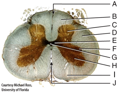 <strong>Which portion of the spinal cord contains cell bodies and axons of interneurons as well as incoming axons of sensory neurons? </strong> A)B B)C C)D D)H E)I
