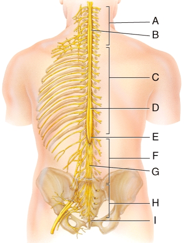 <strong>The structure labeled I in the diagram belongs to which group of spinal nerves? </strong> A)cervical nerves B)thoracic nerves C)lumbar nerves D)sacral nerves E)coccygeal nerves