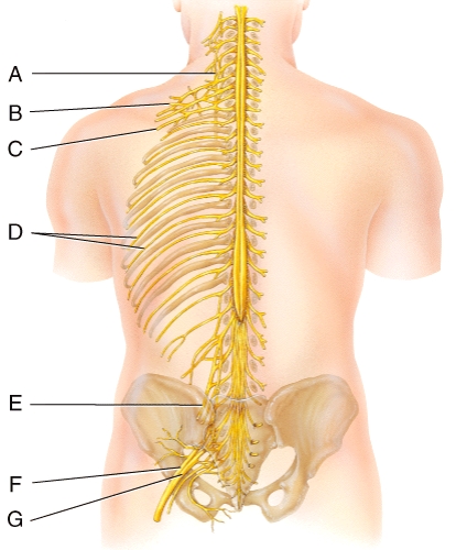 <strong>Which of the following nerves is labeled E in the diagram? </strong> A)phrenic nerve B)ulnar nerve C)intercostal nerve D)femoral nerve E)tibial nerve