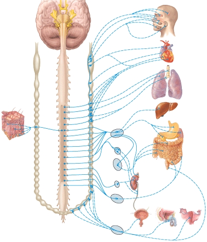 <strong>What region does the superior cervical ganglion primarily serve?  </strong> A)Abdominal B)Pelvic C)Skin D)Head E)None of these choices <div style=padding-top: 35px> 