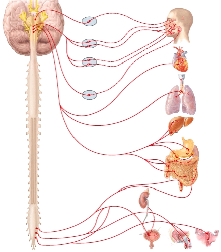 <strong>Preganglionic neurons are supplied to the submandibular ganglion by which cranial nerve?  </strong> A)Oculomotor (III)nerve (cranial nerve III) B)Facial (VII)nerve (cranial nerve VII) C)Glossopharyngeal (IX)nerve (cranial nerve IX) D)Vagus (X)nerve (cranial nerve X) E)None of these choices <div style=padding-top: 35px> 