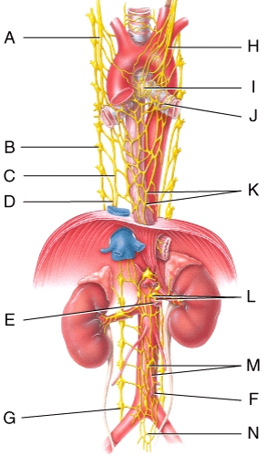 <strong>Where is the hypogastric plexus in the figure?  </strong> A)J B)K C)D D)F E)N <div style=padding-top: 35px> 