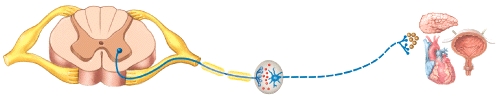 <strong>What type of nervous system pathway is shown in the figure?  </strong> A)Somatic motor pathway B)Somatic sensory pathway C)Autonomic motor pathway D)Autonomic sensory pathway E)None of these choices <div style=padding-top: 35px> 