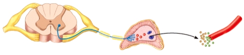 <strong>Which neurotransmitter is released at the gland by the preganglionic neuron in the diagram?  </strong> A)Norepinephrine B)Acetylcholine C)Epinephrine D)Dopamine E)Serotonin <div style=padding-top: 35px> 
