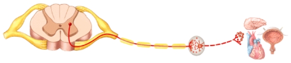 <strong>Which neurotransmitter is released by the preganglionic neuron at the autonomic ganglion in the diagram?  </strong> A)Norepinephrine B)Acetylcholine C)Epinephrine D)Dopamine E)Serotonin <div style=padding-top: 35px> 