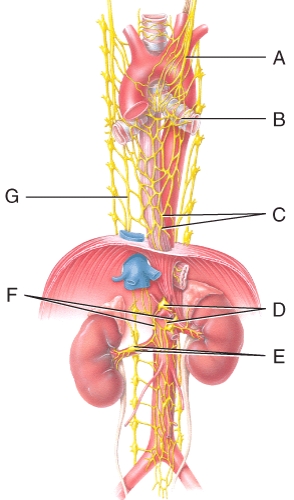 <strong>Where is the left vagus (X)nerve in the diagram?  </strong> A)A B)C C)D D)F E)G <div style=padding-top: 35px> 