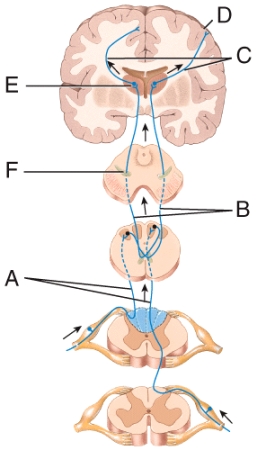 <strong>Which labeled neuron conducts impulses from the thalamus to the primary somatosensory area of the cerebral cortex? </strong> A)A B)B C)C D)More than one answer selection is correct. E)None of the answer selections are correct.