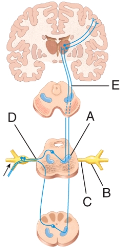 <strong>Which of the labeled structures in the diagram of the trigeminothalamic pathway is a second-order neuron? </strong> A)A B)B C)C D)D E)E