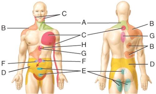<strong>Visceral pain coming from the ovaries is referred to which location(s)in the diagram? </strong> A)D B)E C)B D)F E)A