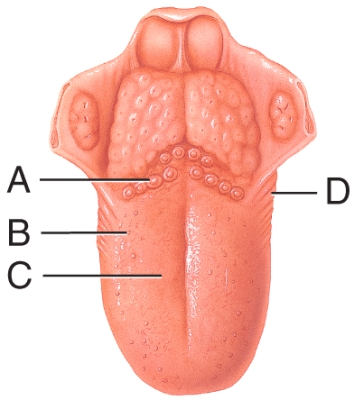 <strong>Which of the labeled papilla houses 100-300 taste buds each? V </strong> A)A B)B C)C D)D E)Both A and D