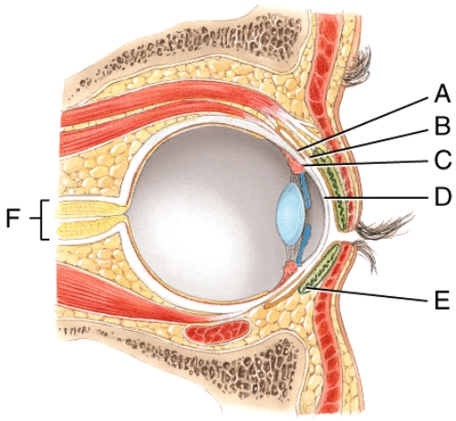 <strong>Identify the structure that secretes a fluid that keeps the eyelids from sticking to each other. </strong> A)D B)E C)F D)G E)None of these choices