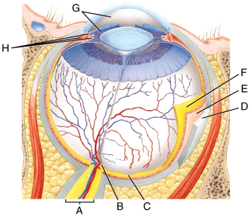 <strong>Identify the optic nerve. </strong> A)C B)D C)E D)F E)None of these choices