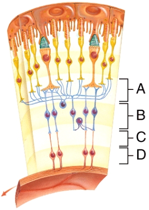 <strong>Identify the ganglion cell layer. </strong> A)A B)B C)C D)D