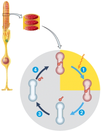 <strong>Which labeled step(s)represents regeneration of active photopigment? </strong> A)1 B)2 C)3 D)4 E)Both 1 and 3