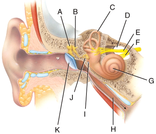 <strong>Which portion of the inner ear is divided into three channels? </strong> A)C B)G C)H D)J E)None of these choices