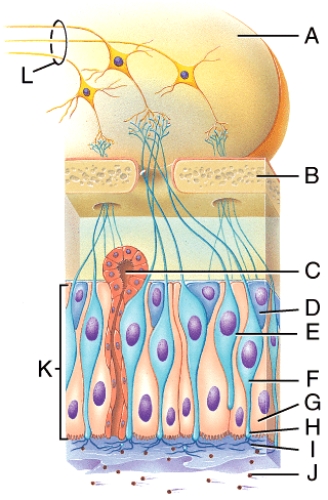 <strong>Which part of the diagram contains the olfactory bulb neurons? </strong> A)A B)B C)E D)F E)H
