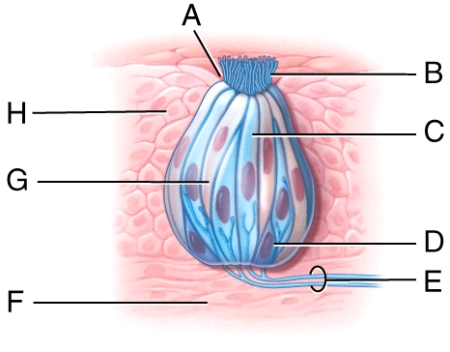 <strong>Which structure in the diagram is an opening in the taste bud? </strong> A)A B)B C)C D)D E)G
