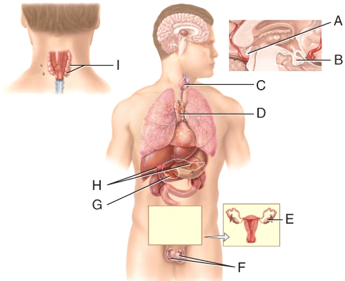 <strong>Which of the labeled endocrine glands secretes hGH,TSH,FSH and other hormones? </strong> A)A B)B C)C D)I E)D
