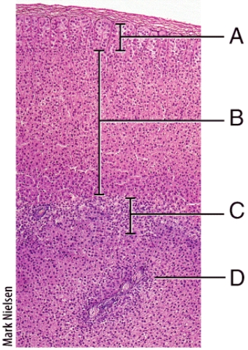 <strong>Which zone of the adrenal gland secretes aldosterone? </strong> A)A B)B C)C D)D E)None of the zones