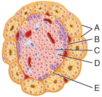 <strong>Which labeled structure in the diagram secretes a hormone that stimulates events that lower blood glucose concentration? </strong> A)A B)B C)C D)D E)E