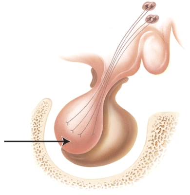 <strong>Which of the following conditions could potentially result from hyposecretion of a hormone released by the portion of the marked gland in the diagram? </strong> A)tetany B)acromegaly C)diabetes insipidus D)goiter E)Cushing's syndrome