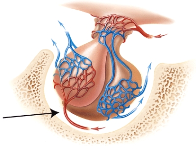 <strong>The endocrine gland shown in the diagram is found in a depression in the sphenoid bone (marked in the diagram)called the </strong> A)maxilla. B)infundibulum. C)primary plexus. D)cribiform plate. E)hypophyseal fossa