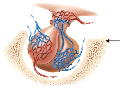 <strong>Which of the following bones (marked in the diagram)contains a depression which houses the endocrine gland shown in the diagram? </strong> A)maxilla B)sphenoid bone C)mandible D)ethmoid bone E)temporal bone