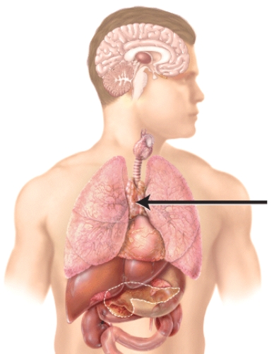 <strong>Which of the following hormones is produced by the endocrine gland marked in the diagram? </strong> A)testosterone B)glucagon C)melatonin D)thymopoietin E)vasopressin